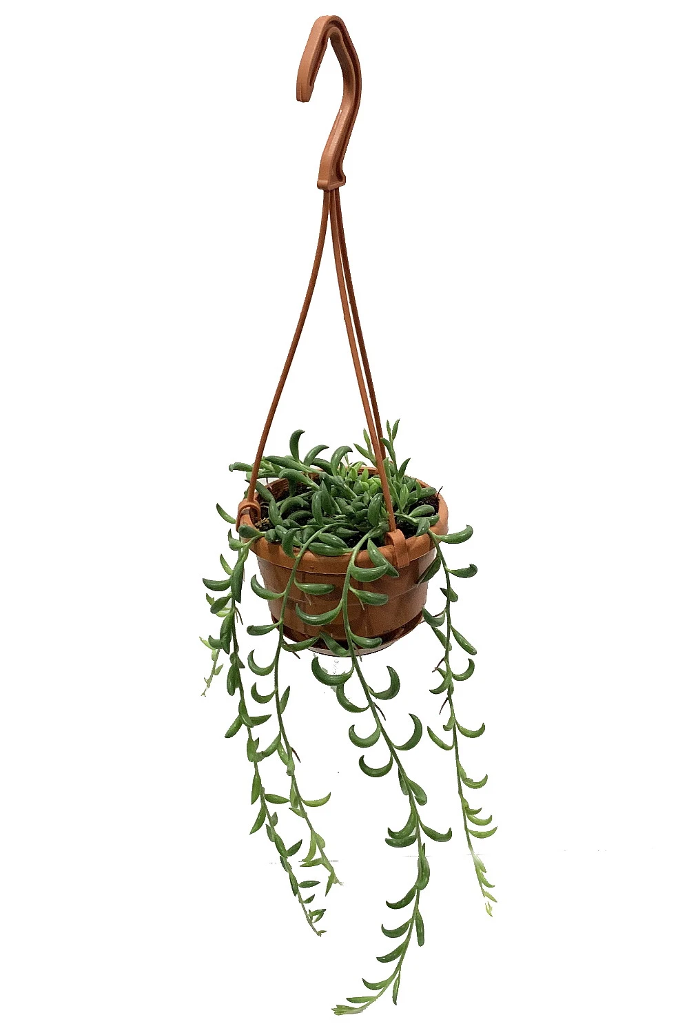 String Of Bananas - Senecio Radicans - 4" Mini Hanging Basket 1 String Of Bananas - Senecio Radicans - 4" Mini Hanging Basket