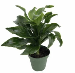 Twister Dragon Tree - Dracaena Fragrans - 6" Pot - Easy To Grow House Plant 7 Twister Dragon Tree - Dracaena Fragrans - 6" Pot - Easy To Grow House Plant -Plant Shop apiddfyy9 78722.1630600088