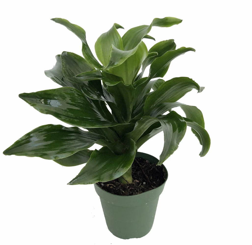 Twister Dragon Tree - Dracaena Fragrans - 6" Pot - Easy To Grow House Plant 4 Twister Dragon Tree - Dracaena Fragrans - 6" Pot - Easy To Grow House Plant - Image 4