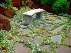 Blue Star Creeper - Isotoma Fluviatilis - 3 Seasons Of Blooms - Quart Pot 8 Blue Star Creeper - Isotoma Fluviatilis - 3 Seasons Of Blooms - Quart Pot -Plant Shop apidmoonz 38672.1592326315