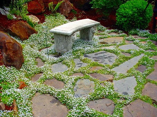 Blue Star Creeper - Isotoma Fluviatilis - 3 Seasons Of Blooms - Quart Pot 4 Blue Star Creeper - Isotoma Fluviatilis - 3 Seasons Of Blooms - Quart Pot - Image 4