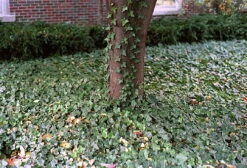 Thorndale English Ivy 48 Plants - Hardy Groundcover - 1 3/4" Pots -Plant Shop apie0hjcv 81293.1592326091