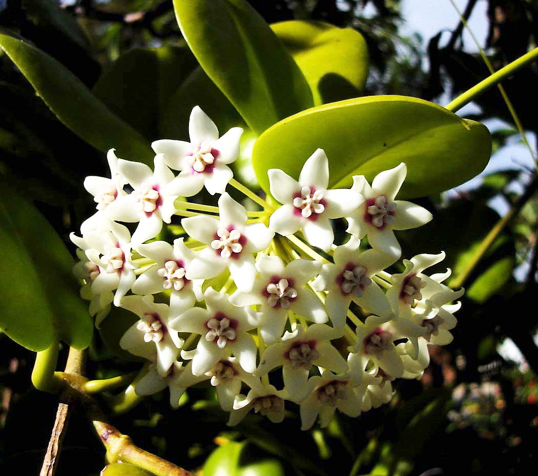 SALE - Hoya Australis 4" Hanging Basket - Exotic Yet Easy 3 SALE - Hoya Australis 4" Hanging Basket - Exotic Yet Easy - Image 3