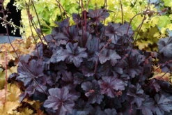 Obsidian Coral Bells - Heuchera - Shade Perennial - Gallon Pot