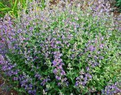 Junior Walker Catmint Perennial - Nepeta Faassenii - Shotgun Blooms -Quart Pot -Plant Shop apifabd3g 81030.1592326595