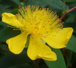 St. John's Wort Perennial Plant - Hypericum Calycinum - Gallon Pot