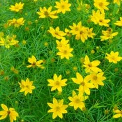 Zagreb Coreopsis Perennial Plant - AGM WINNER - Quart Pot -Plant Shop apifmyrul 00468.1592329768