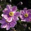 September Charm Japanese Anemone - Windflower - Fall Flowering - Gallon Pot