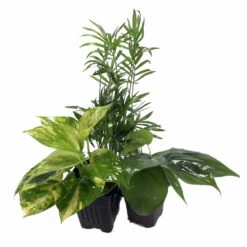 Low Light House Plant Collection - Parlor Palm/Philodendron/Devil's Ivy -3" Pots