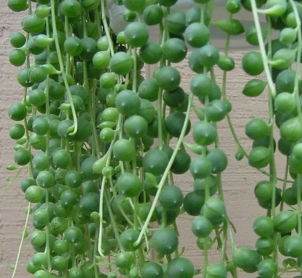 String Of Pearls - Senecio - Easy To Grow Succulent - 4" Mini Hanging Pot 2 String Of Pearls - Senecio - Easy To Grow Succulent - 4" Mini Hanging Pot - Image 2