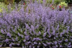 Walker's Low Catmint Perennial - Nepeta Faassenii - Live Plant - Gallon Pot -Plant Shop apifq2jbu 95798.1592330114