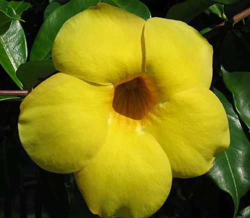 Golden Brazilian Jasmine Plant - Indoors/Out - Mandevilla - 6" Pot 1 Golden Brazilian Jasmine Plant - Indoors/Out - Mandevilla - 6" Pot