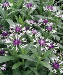 Amethyst In Snow Mountain Bluet - Centaurea Montana - Live Plant -Quart Pot -Plant Shop apig8ey4t 70648.1592325965