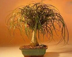 Guatemalan Red Ponytail Palm - Beaucarnea - 6" Pot - Easy To Grow - Live Plant -Plant Shop apigbbm3k 21021.1592328534