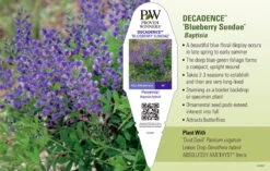 Decadence® Blueberry Sundae Baptisia - False Indigo - Gallon Pot -Plant Shop apigcvwwa 98850.1592332068