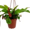 Asian Pitcher Plant - Nepenthes - Carnivorous - Exotic - 4" Hanging Pot