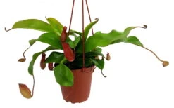 Asian Pitcher Plant - Nepenthes - Carnivorous - Exotic - 4" Hanging Pot