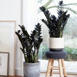 Rare Black Raven ZZ Plant - Zamioculcas Zamiifolia - 6" Pot - Collector's -Plant Shop apih2ak8c 41160.1640122347