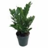 Rare ZZ Plant - Zamioculcas Zamiifolia - Hardy House Plant - 6" Pot