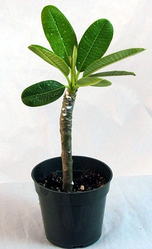 White Plumeria Plant - Frangipani - 4" Pot 2 White Plumeria Plant - Frangipani - 4" Pot - Image 2