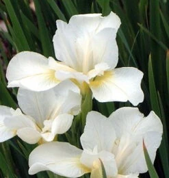 White Swirl Siberian Iris - Ivory White With A Touch Of Gold - Quart Pot -Plant Shop apii9buqo 80399.1592325266