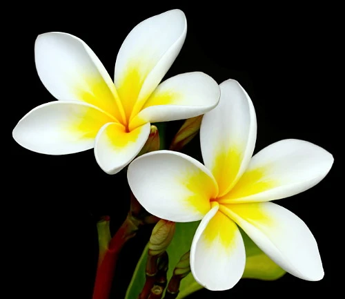 White Plumeria Plant - Frangipani - 4" Pot 1 White Plumeria Plant - Frangipani - 4" Pot
