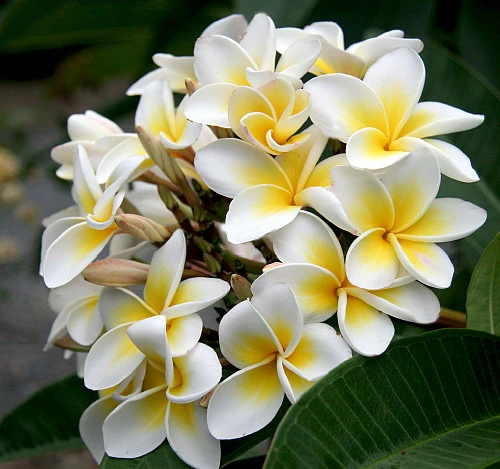 White Plumeria Plant - Frangipani - 4" Pot 3 White Plumeria Plant - Frangipani - 4" Pot - Image 3