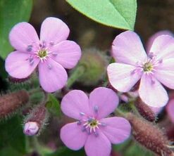 Soapwort Perennial - Saponaria Ocymoides - Quart Pot