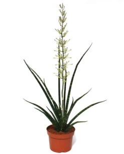 Fernwood Mikado Snake Plant - Sanseveria - Almost Impossible To Kill - 5" Pot -Plant Shop apiis5osq 86265.1592323876