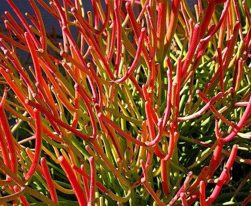 Firesticks Pencil Cactus - Euphorbia - Easy To Grow/Hard To Kill! - 6" Pot 1 Firesticks Pencil Cactus - Euphorbia - Easy To Grow/Hard To Kill! - 6" Pot