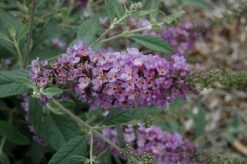 Humdinger® Lavender Cupcake Butterfly Bush - Buddleia - Compact - Gallon Pot -Plant Shop apijkhf4q 94034.1592318271
