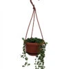 String Of Pearls - Senecio - Easy To Grow Succulent - 4" Mini Hanging Pot