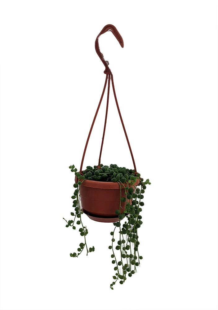 String Of Pearls - Senecio - Easy To Grow Succulent - 4" Mini Hanging Pot 1 String Of Pearls - Senecio - Easy To Grow Succulent - 4" Mini Hanging Pot