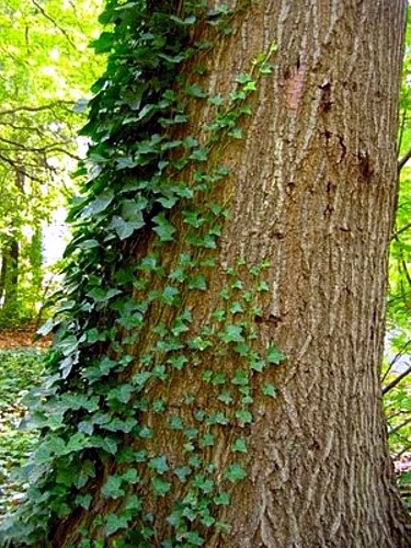 English Ivy 48 Plants - Hardy Groundcover - Sun Or Shade -1 3/4" Pots 4 English Ivy 48 Plants - Hardy Groundcover - Sun Or Shade -1 3/4" Pots - Image 4