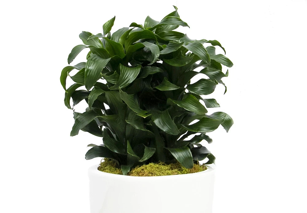 Twister Dragon Tree - Dracaena Fragrans - 6" Pot - Easy To Grow House Plant 3 Twister Dragon Tree - Dracaena Fragrans - 6" Pot - Easy To Grow House Plant - Image 3