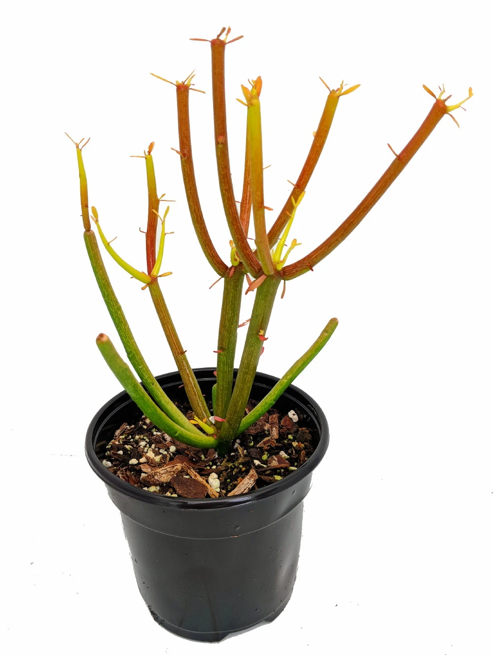 Firesticks Pencil Cactus - Euphorbia - Easy To Grow/Hard To Kill! - 6" Pot 2 Firesticks Pencil Cactus - Euphorbia - Easy To Grow/Hard To Kill! - 6" Pot - Image 2