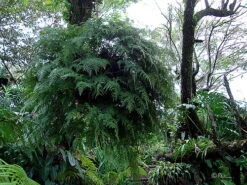 Rare Black Rabbit's Foot Fern - 4" Mini Hanging Basket - Davallia Trichomanoides -Plant Shop apikmbiib 39232.1617213217