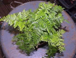 Rare Black Rabbit's Foot Fern - 4" Mini Hanging Basket - Davallia Trichomanoides -Plant Shop apiktkkwc 41900.1617213217