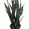 Black Coral Snake Plant - Sansevieria - Almost Impossible To Kill - 6" Pot