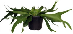 Staghorn Fern - Platycerium Biforcatum - Exotic Houseplant - 6" Pot