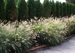 Hameln Dwarf Fountain Grass - Pennisetum - Hameln - Quart Pot -Plant Shop apilzdhtj 56066.1592333043