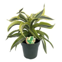 Lemon Surprise Madagascar Dragon Tree-Dracaena- 6" Pot- Easy To Grow House Plant