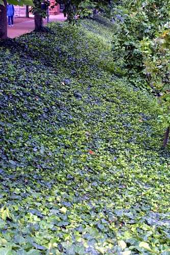 English Ivy 48 Plants - Hardy Groundcover - Sun Or Shade -1 3/4" Pots 3 English Ivy 48 Plants - Hardy Groundcover - Sun Or Shade -1 3/4" Pots - Image 3