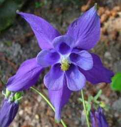 Alpine Columbine Perennial - Aquilegia Alpina - Quart Pot