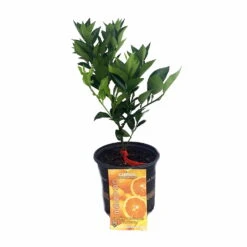 Valencia Orange Tree - Indoors/Out -8" Pot-NO SHIPPING TO TX, FL, AZ, CA, LA, HI