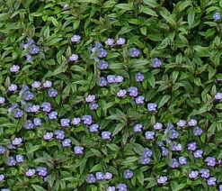 Georgia Blue Veronica - Speedwell - Quart Pot - Rich Blue Creeper -Plant Shop apinctk7b 36850.1616329862