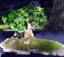 English Ivy 48 Plants - Hardy Groundcover - Sun Or Shade -1 3/4" Pots 9 English Ivy 48 Plants - Hardy Groundcover - Sun Or Shade -1 3/4" Pots -Plant Shop apindsowq 77050.1592323929