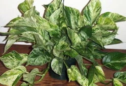 Marble Queen Devil's Ivy - Pothos - Epipremnum - 6" Hanging Basket -Plant Shop apinkkfcb 61934.1592323539