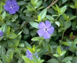 Myrtle 48 Plants - Periwinkle/Vinca - Hardy Groundcover - 1 3/4" Pots -Plant Shop apinl0ytm 80399.1592318739