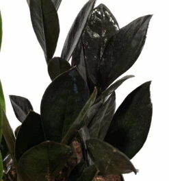 Rare Black Raven ZZ Plant - Zamioculcas Zamiifolia - 6" Pot - Collector's -Plant Shop apinn9n38 64630.1640122347
